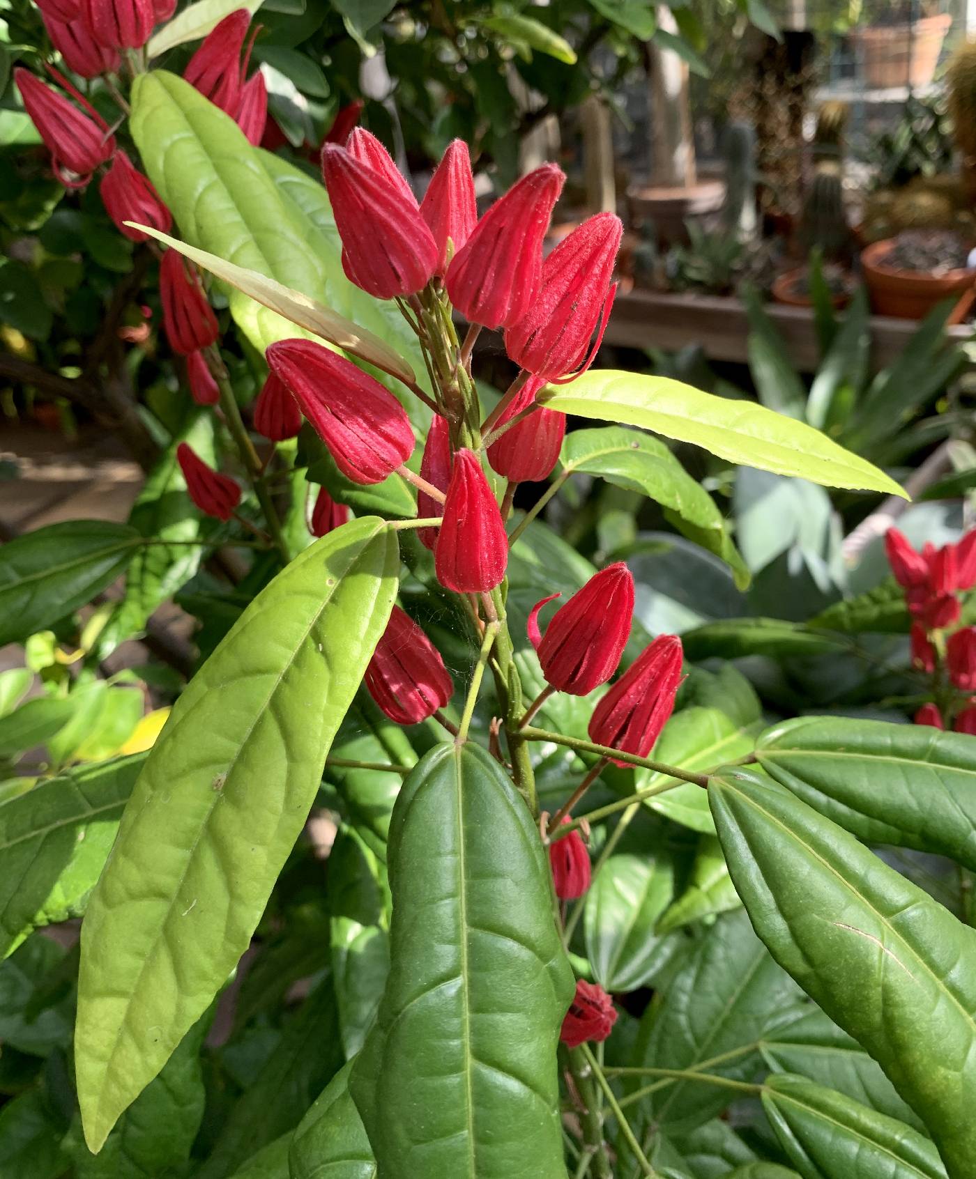 Pavonia multiflora image