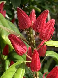 Pavonia multiflora image