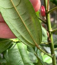 Pavonia multiflora image