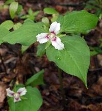 Image of Trillium undulatum