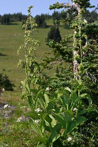 Image of Veratrum viride