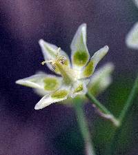 Zigadenus elegans image