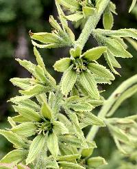 Veratrum viride image