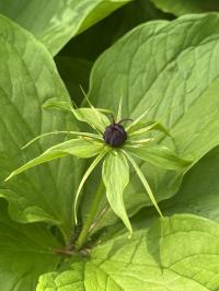 Paris quadrifolia image