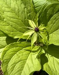 Paris quadrifolia image