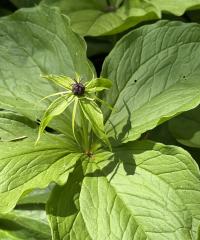 Media resource of Paris quadrifolia