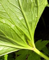 Paris quadrifolia image