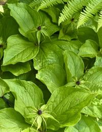 Paris quadrifolia image