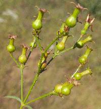 Rhexia mariana image