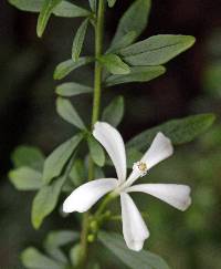 Turraea obtusifolia image