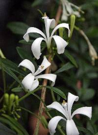 Image of Turraea obtusifolia