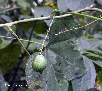 Calycocarpum lyonii image