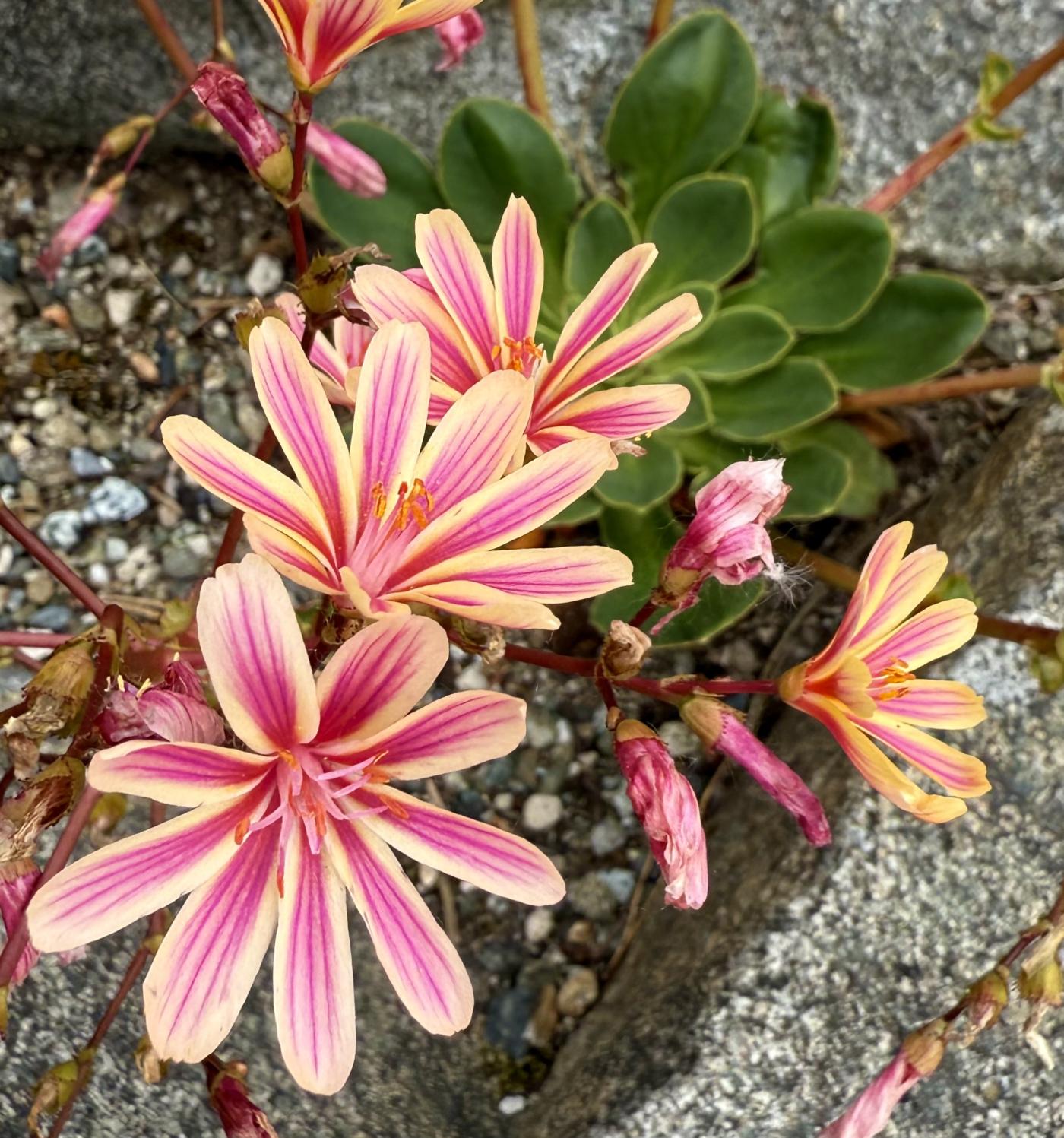 Lewisia image