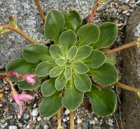 Lewisia cotyledon image