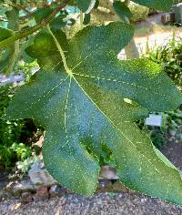 Image of Ficus carica