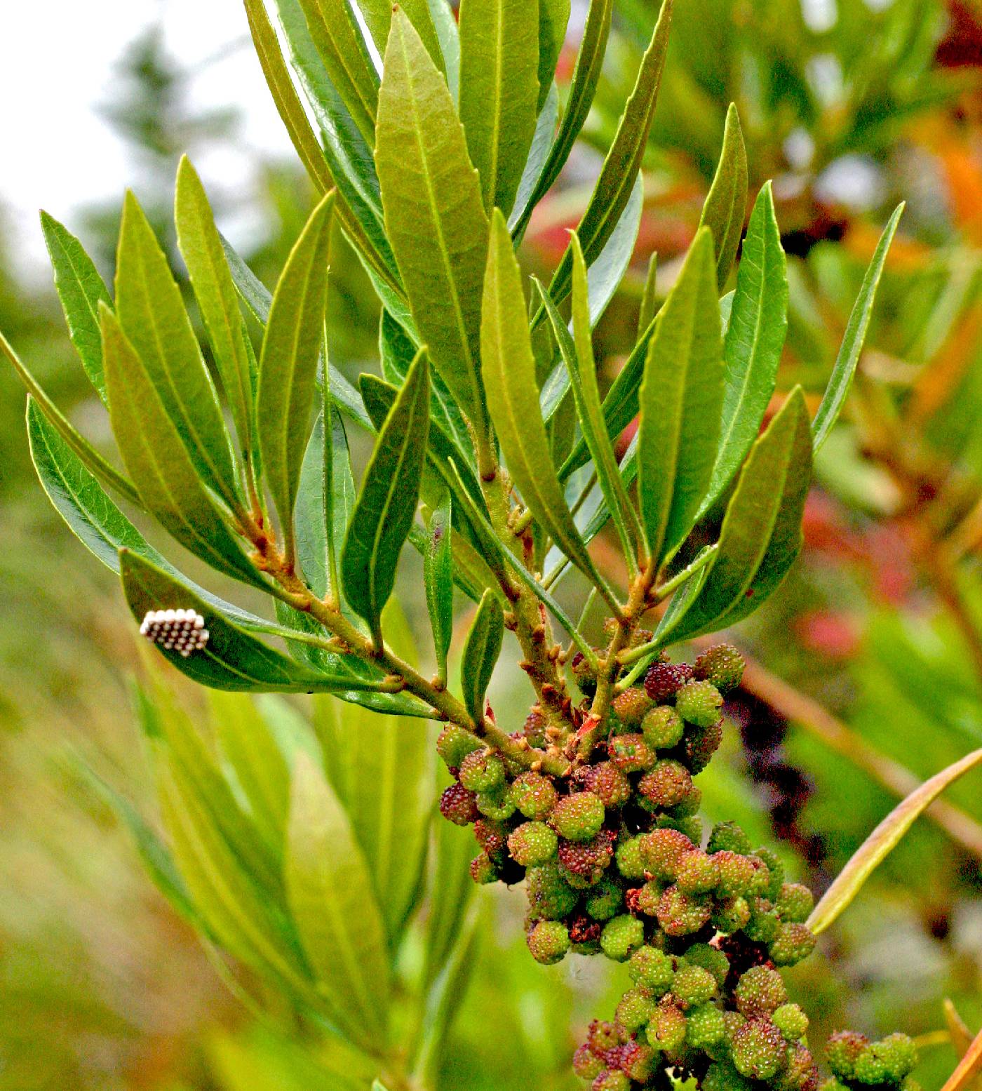 Myrica californica image