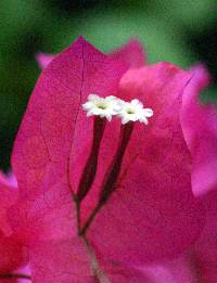 Image of Bougainvillea spectabilis