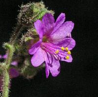 Mirabilis comata image