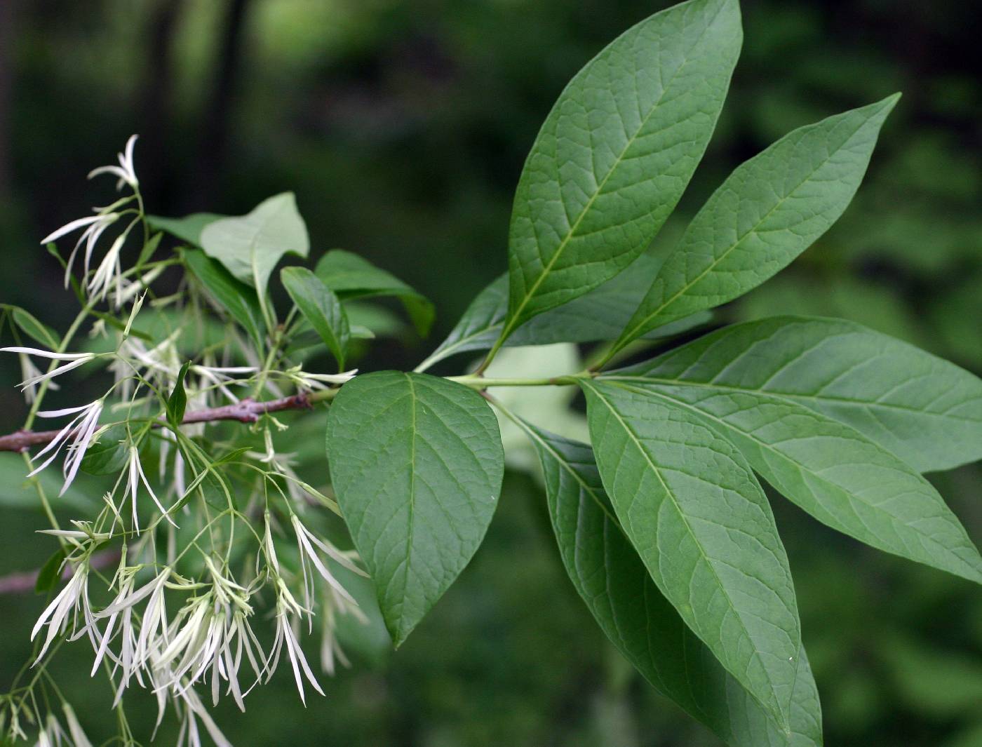 Chionanthus virginicus image