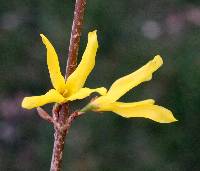 Image of Forsythia × intermedia