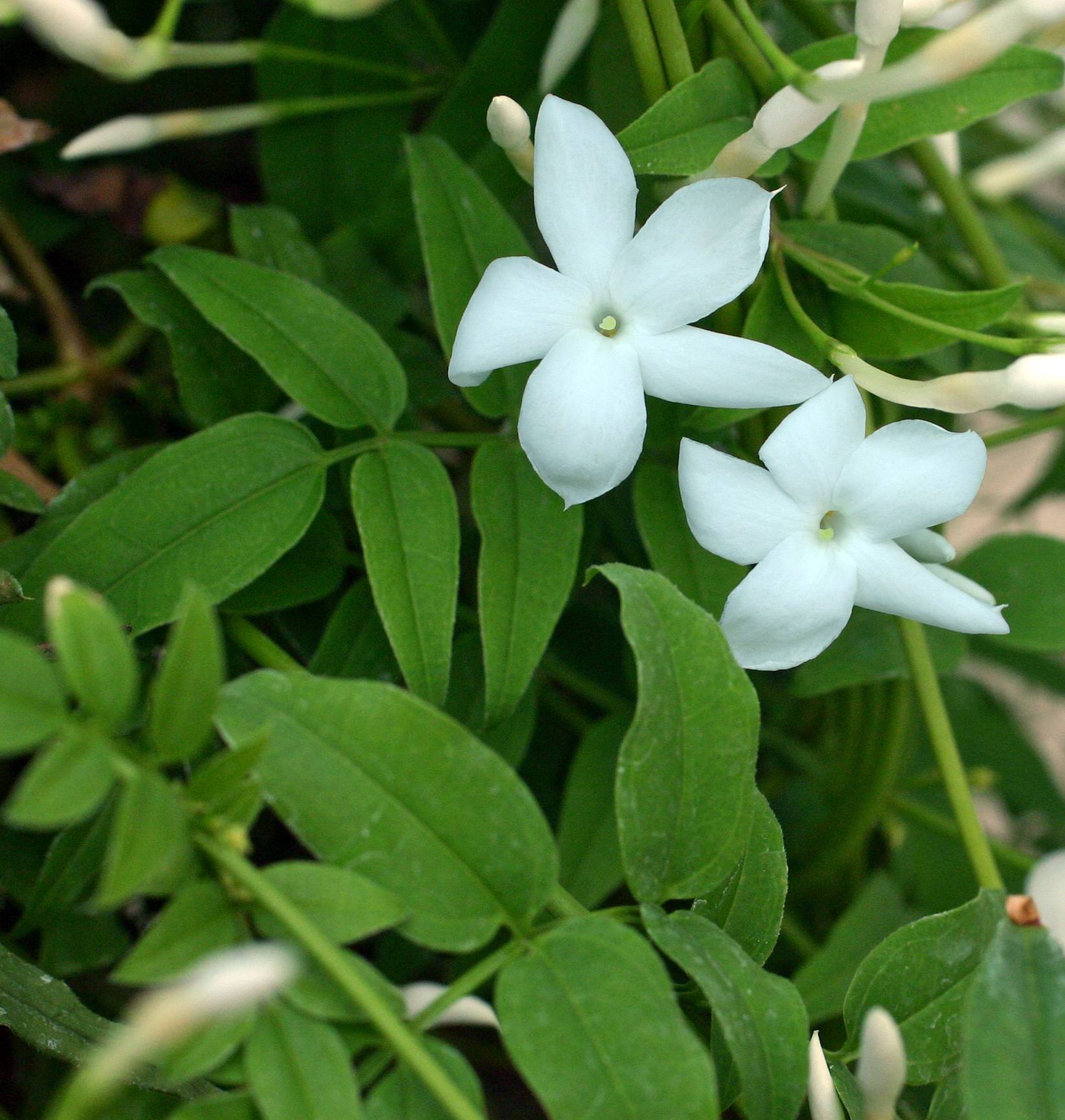 Jasminum polyanthum image