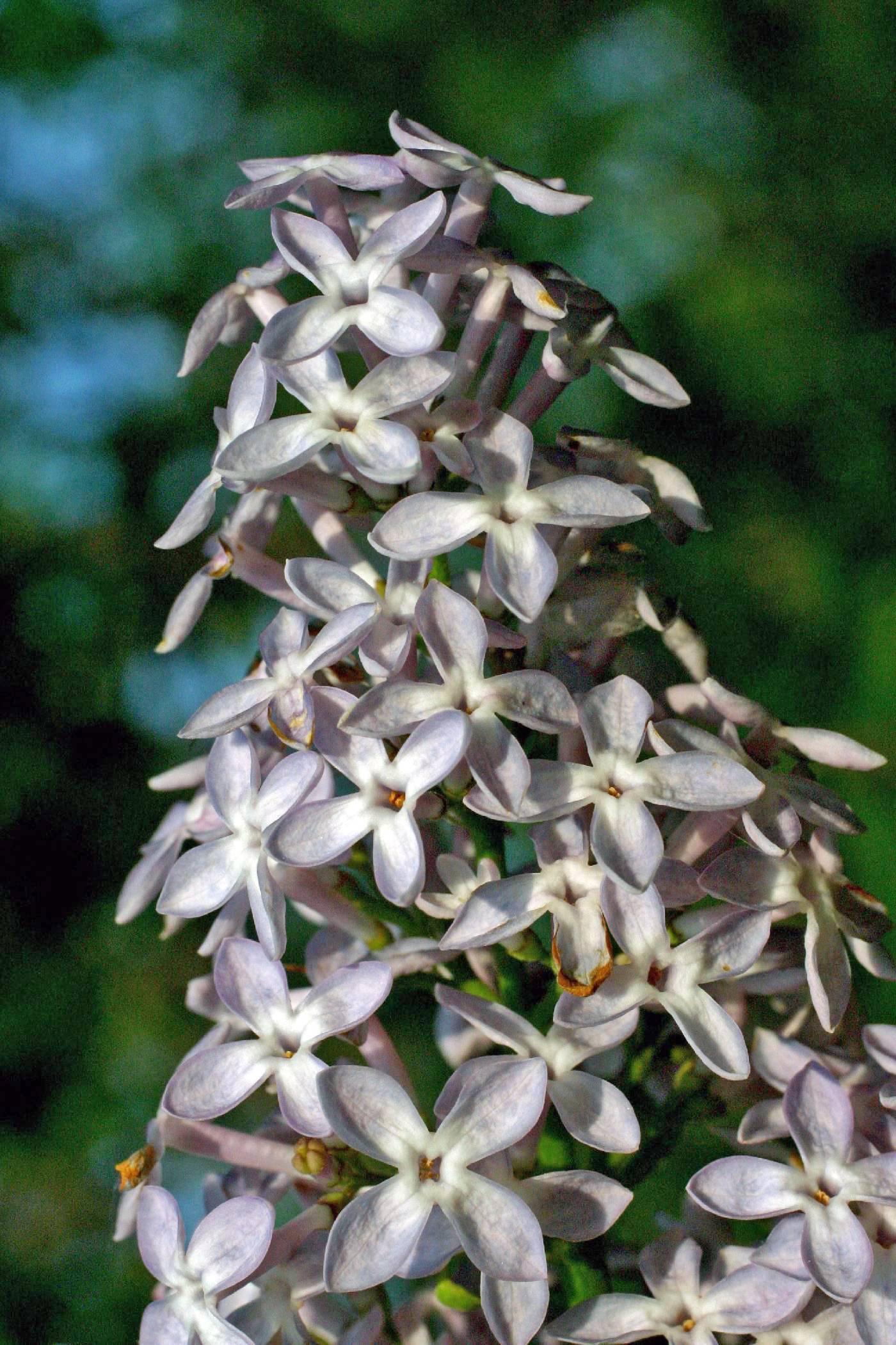 Syringa vulgaris image