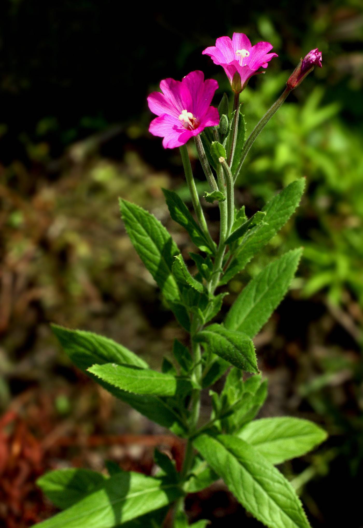 Epilobium hirsutum image