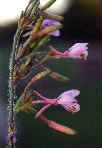 Image of Oenothera gaura