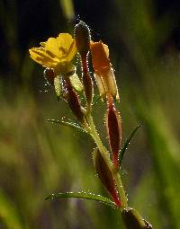 Oenothera perennis image