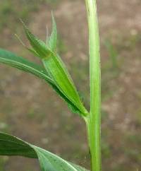 Ludwigia decurrens image