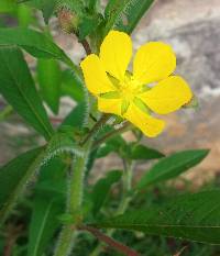 Ludwigia leptocarpa image