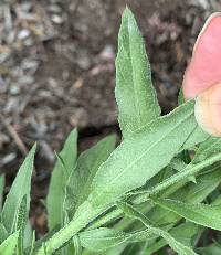 Oenothera lindheimeri image