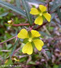 Ludwigia decurrens image