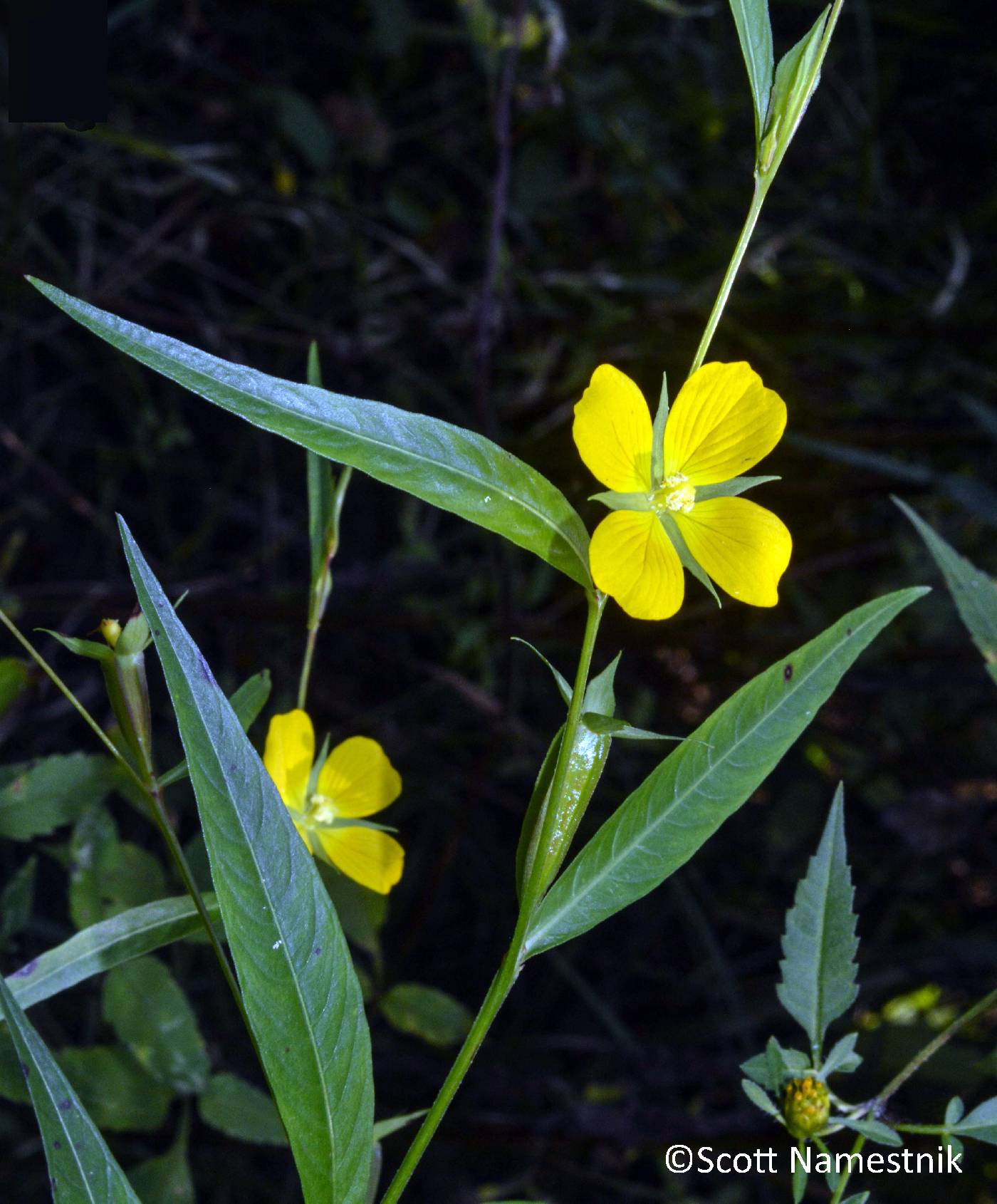 Ludwigia decurrens image