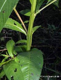 Ludwigia decurrens image