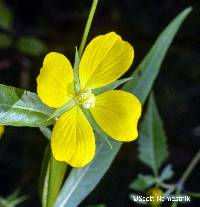 Ludwigia decurrens image