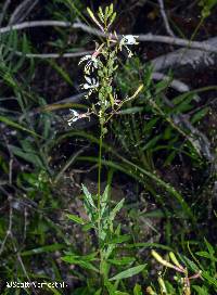 Oenothera filipes image