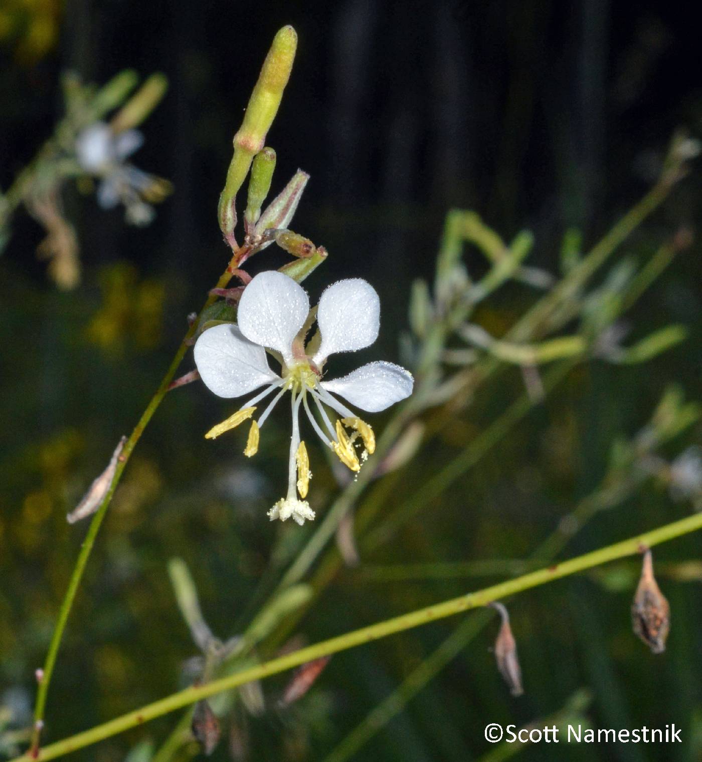 Oenothera filipes image