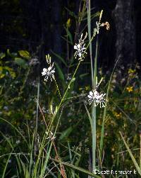 Oenothera filipes image