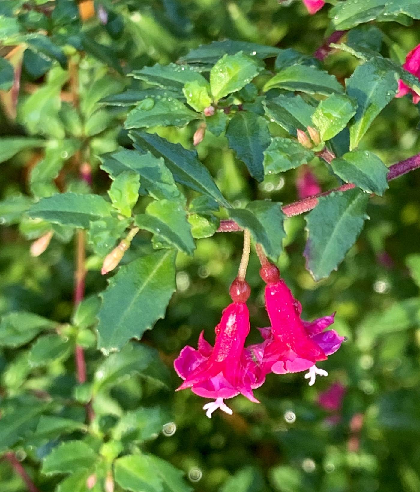 Fuchsia microphylla image