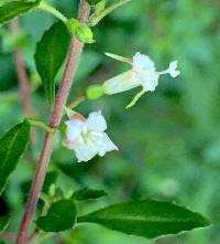 Fuchsia thymifolia image