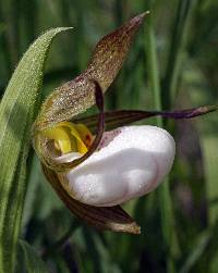 Image of Cypripedium candidum