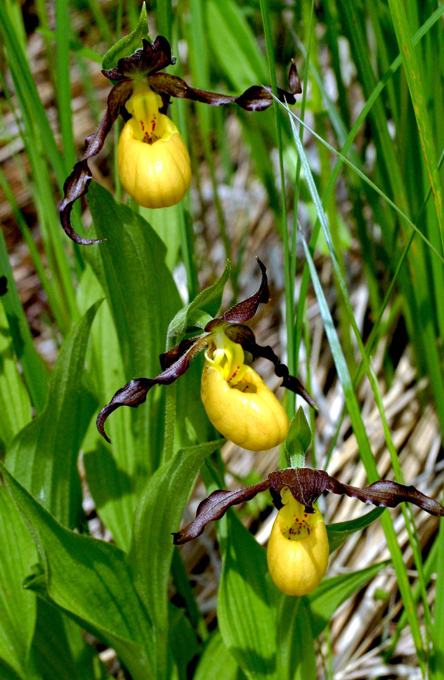 Cypripedium parviflorum var. makasin image