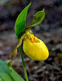 Image of Cypripedium pubescens