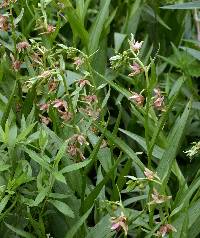 Epipactis gigantea image