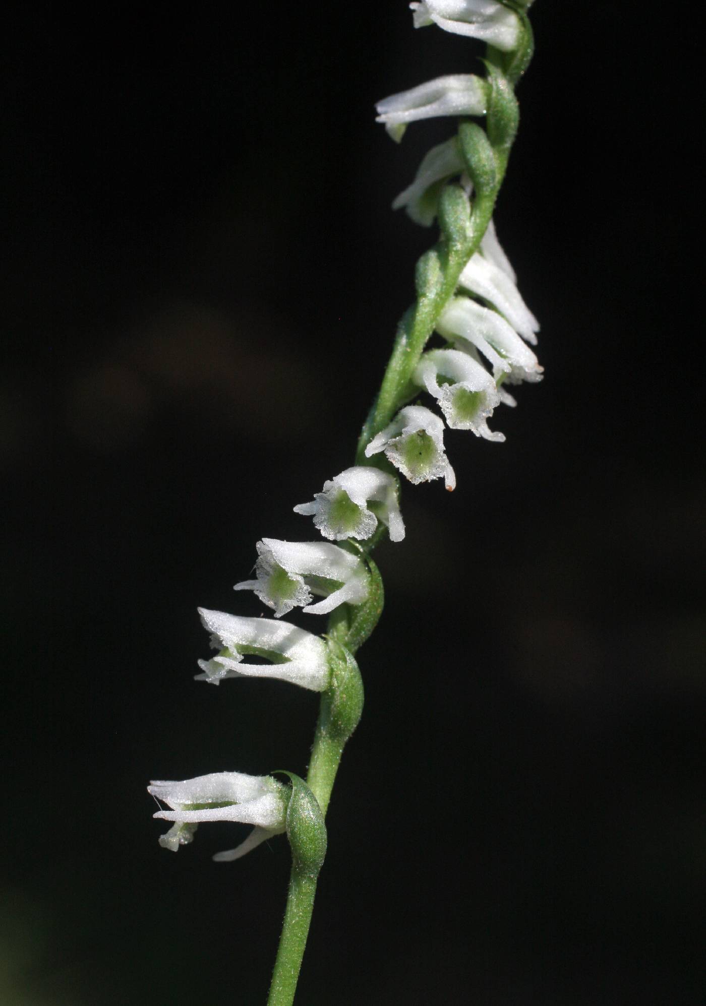 Spiranthes lacera image