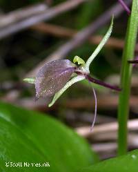 Liparis liliifolia image