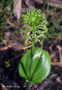 Image of Microstylis unifolia