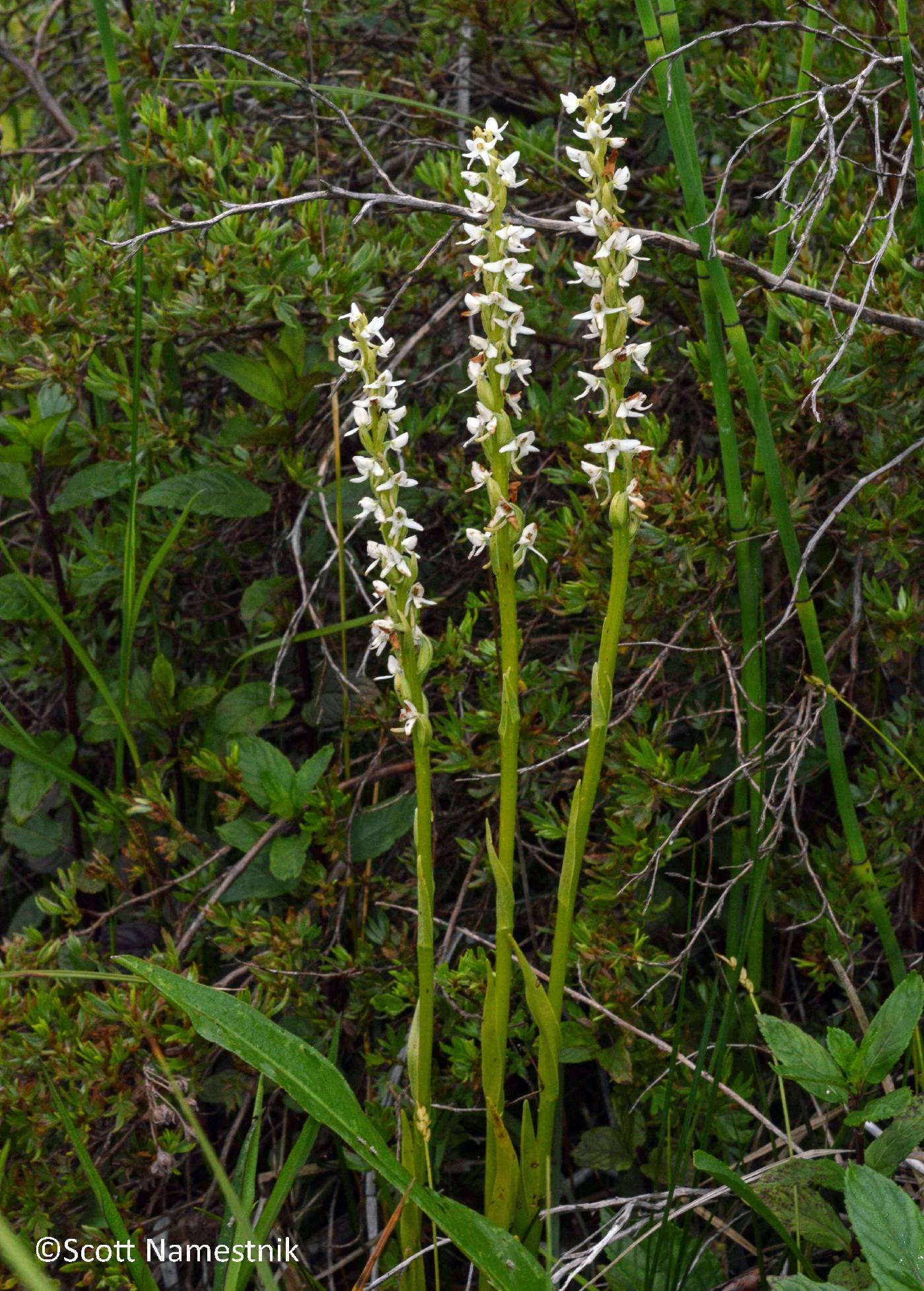 Platanthera dilatata image