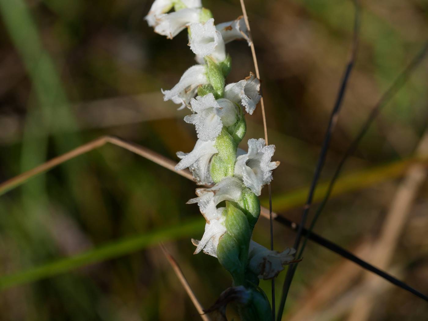 Spiranthes arcisepala image